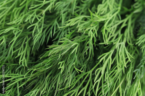 Background of fresh dill