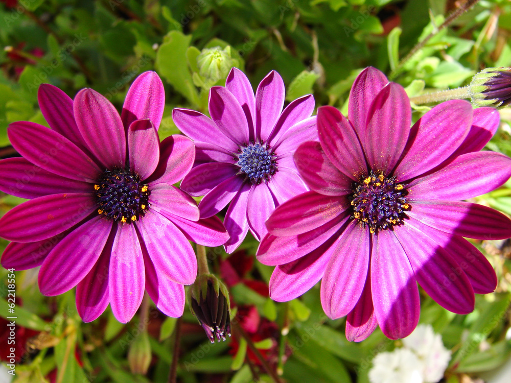 Obraz premium fleur flore