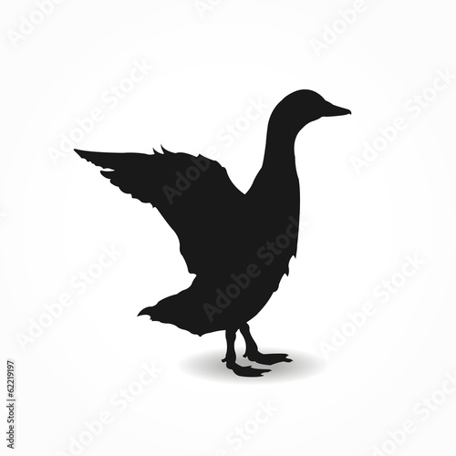 Form contour goose, duck, drake poster