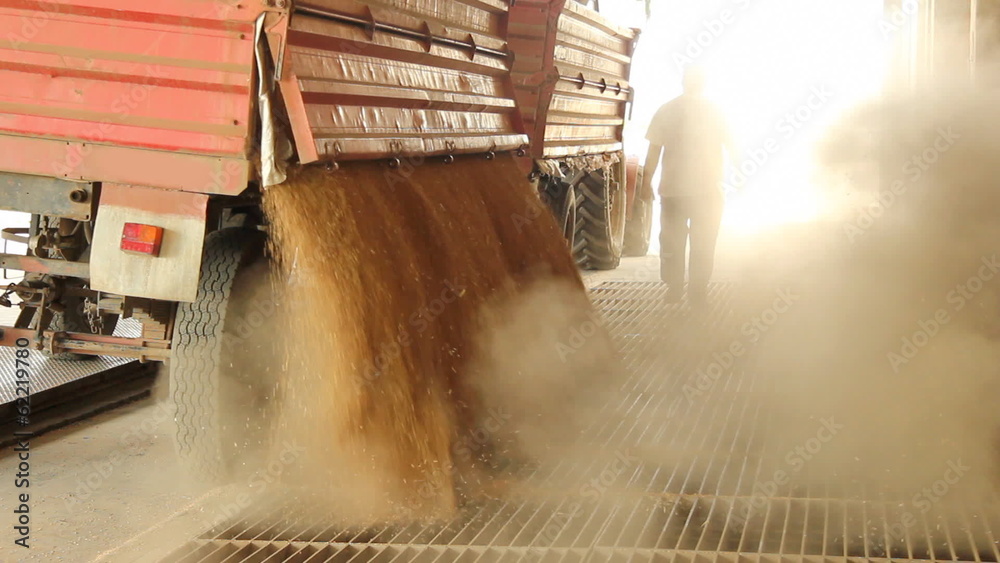 Farmer unloading wheat in a silo