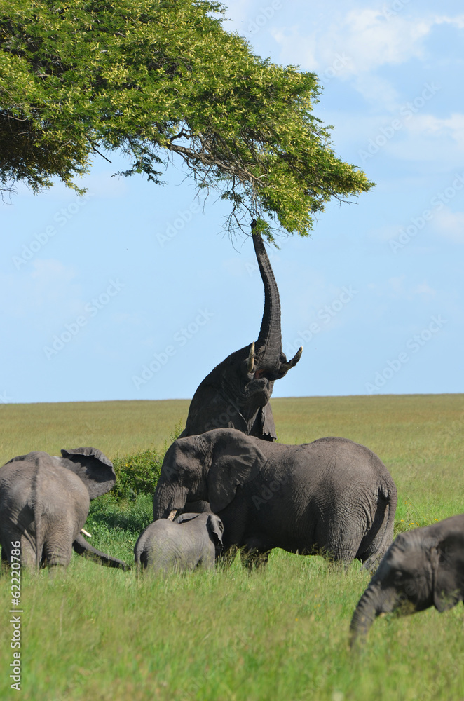 Naklejka premium éléphant acrobate