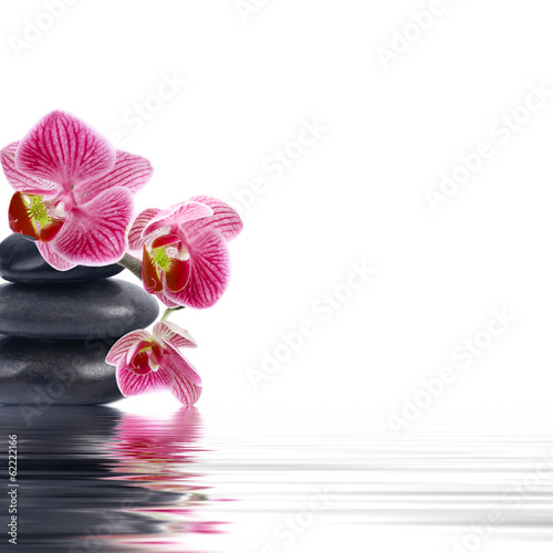 orchid flower in closeup with reflection in water