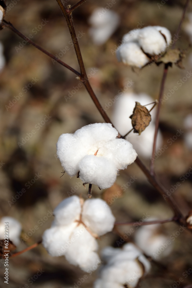 Close up of Cotton Boll on the Plant Close up of Cotton Boll on the Plant