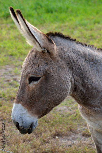 Close up of a buckskin color donkey at a local farm. © jonathonpryor