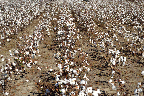 Defoliated Cotton Ready for Harvest
