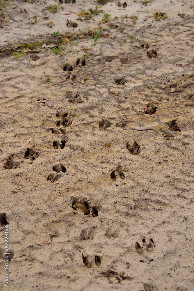 White-Tail Deer Tracks in Sand White-Tail Deer Tracks in Sand