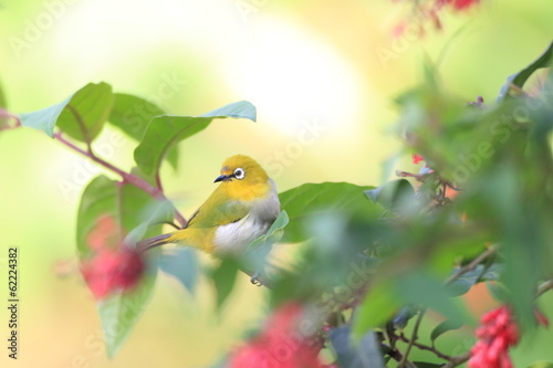 Sri Lanka White-eye (Zosterops ceylonensis) in Sri Lanka photo