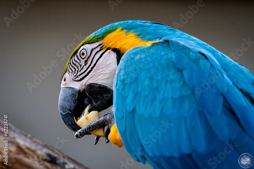 Perroquet ara bleu