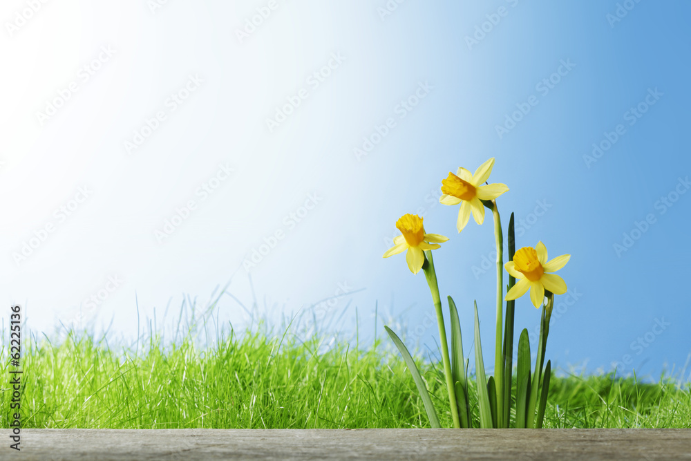 Daffodil flowers in the field - obrazy, fototapety, plakaty 