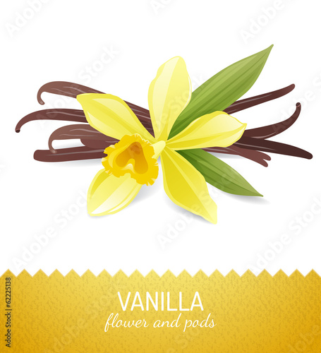 vanilla flower and pods