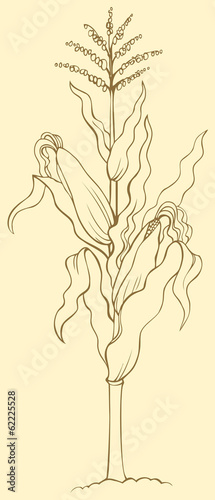 Vector drawing. Corn stalk, leaves, ears and seeds