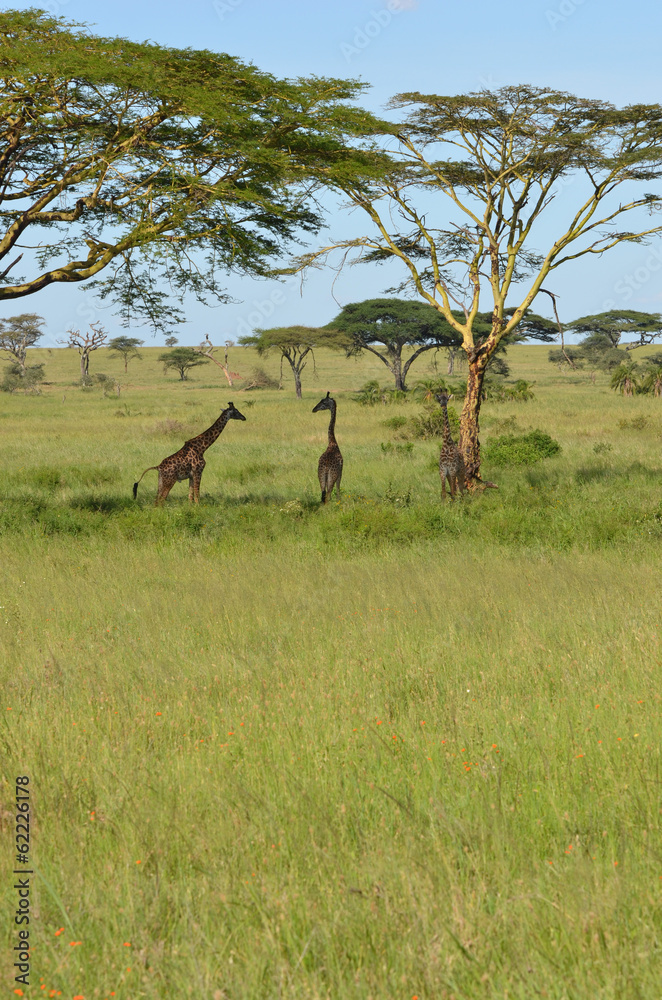 du vert pour les girafes du vert pour les girafes