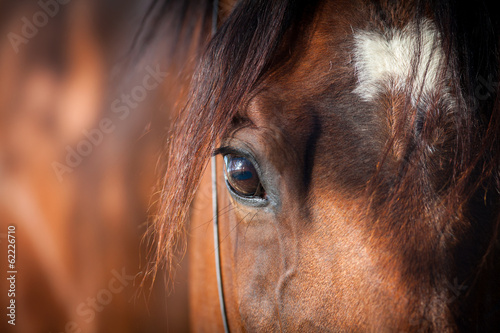 Eye of bay horse closeup