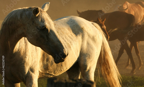 White Horse