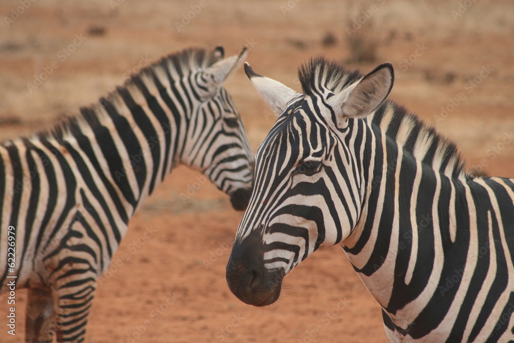 zebres du kenya zebres du kenya