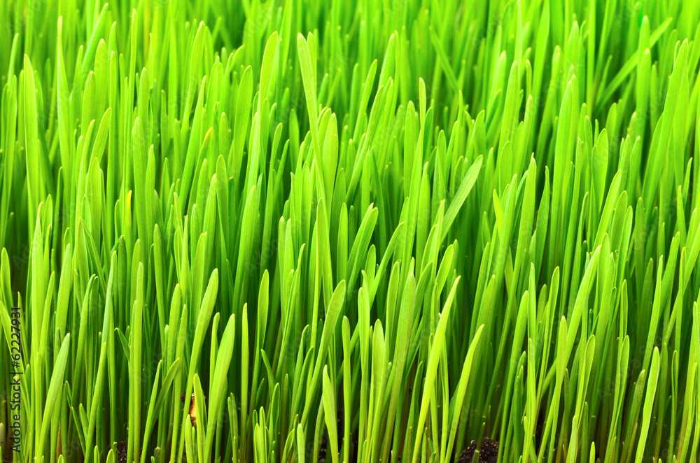 Obraz premium Green grass