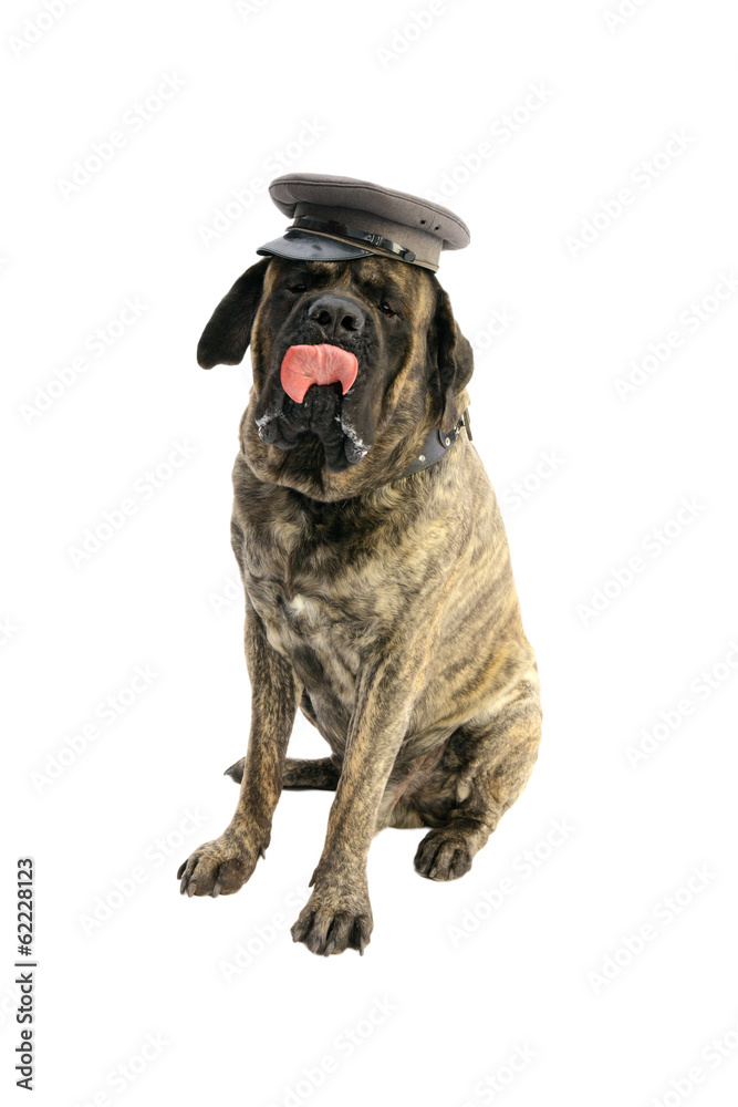 Obraz premium Mastiff angielski