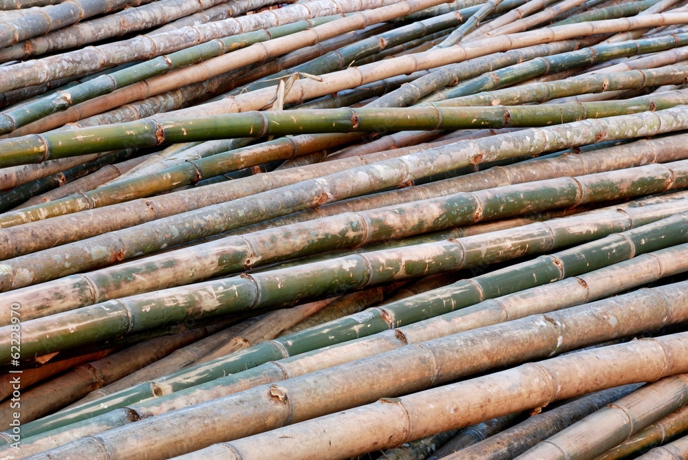 Obraz premium Bamboo sticks raw material for constructions of Asian 