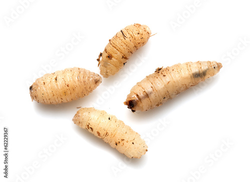 maggot on a white background