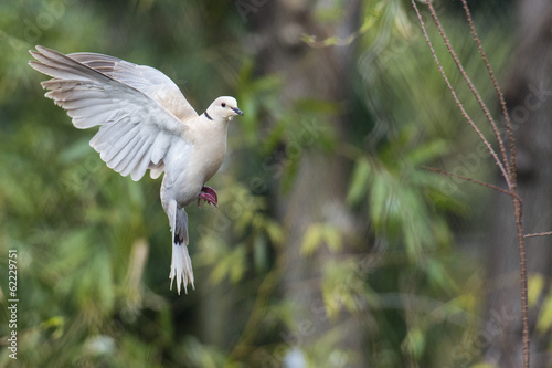 Foto turtle dove bird