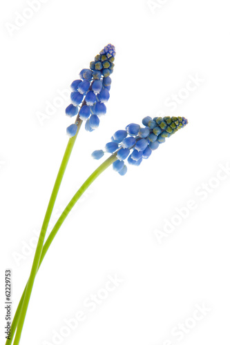 Blue grape hyacinths