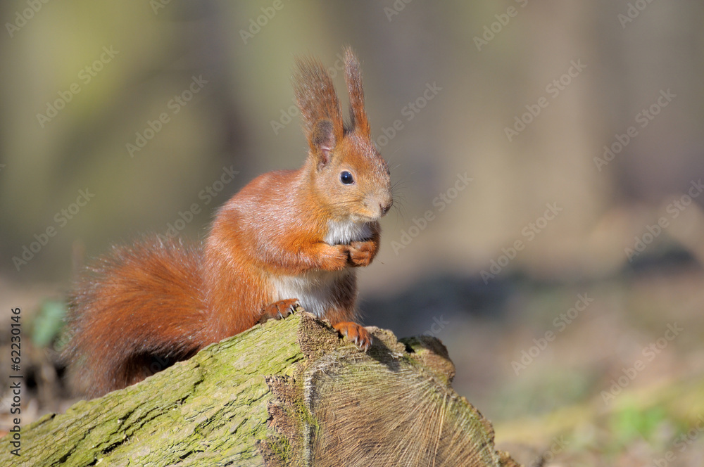 Squirrel. Squirrel.