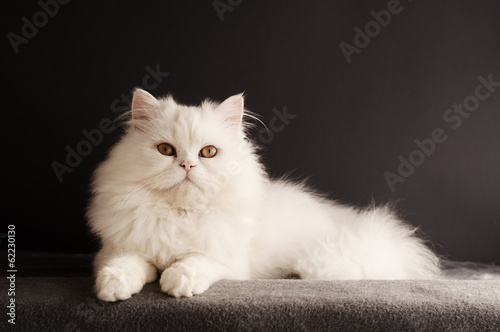 Fluffy white tomcat
