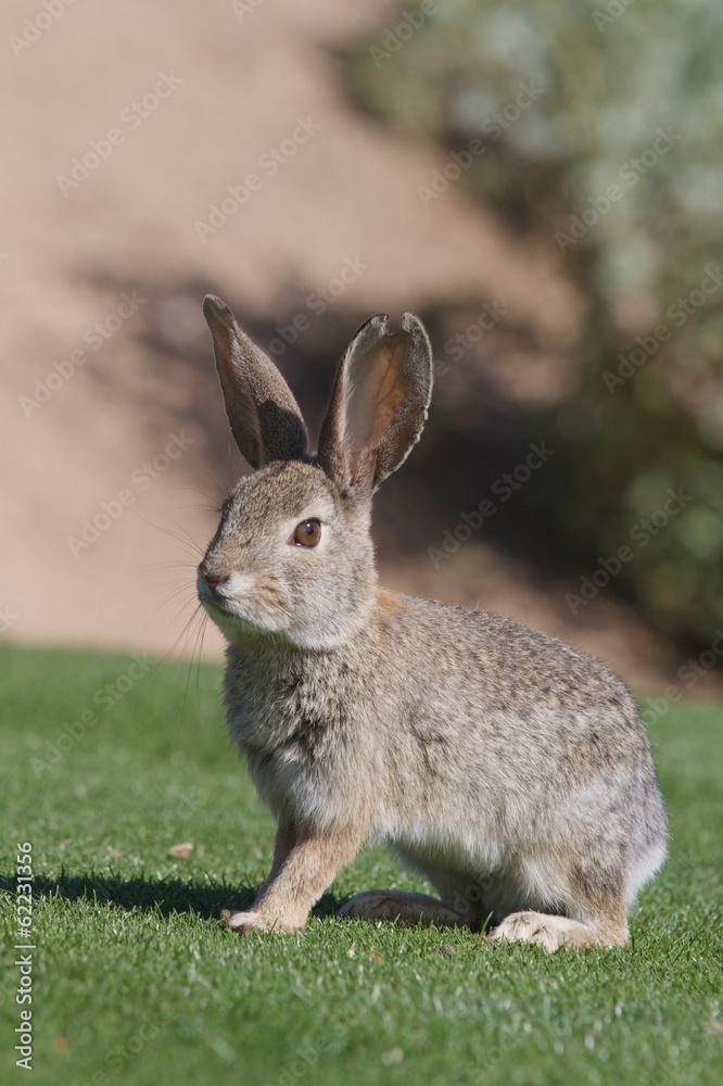 Fototapeta premium Cute Desert Cottontail Rabbit