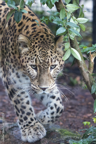 Jaguar Leopard Chetaa close up portrait photo