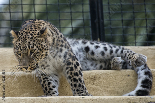 Jaguar Leopard Chetaa close up portrait photo