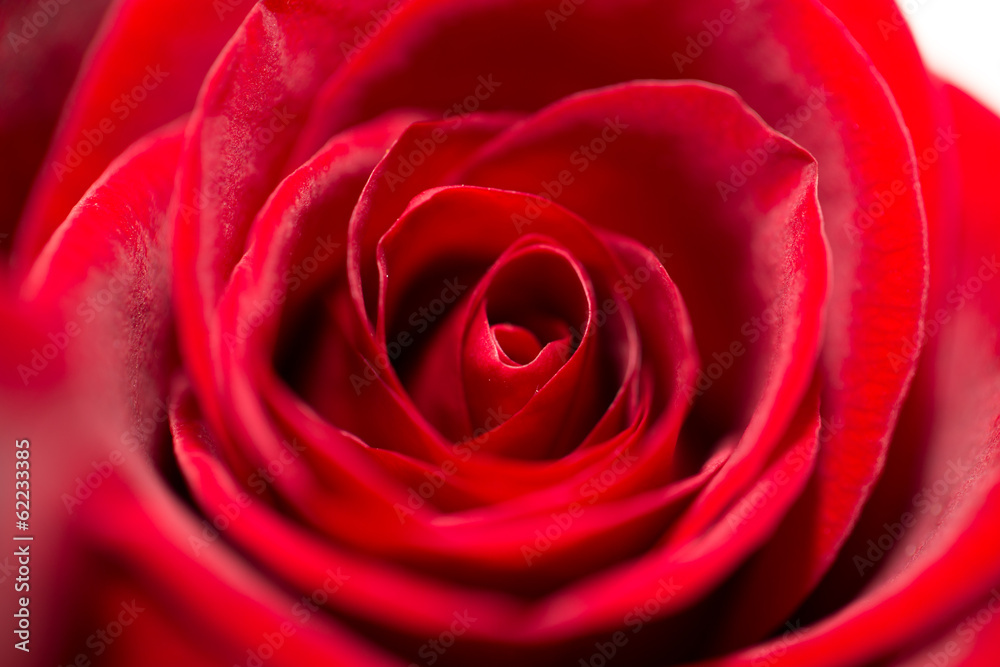 beautiful background of roses. macro beautiful background of roses. macro