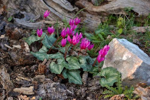 Ciclamini (Cyclamen repandum)