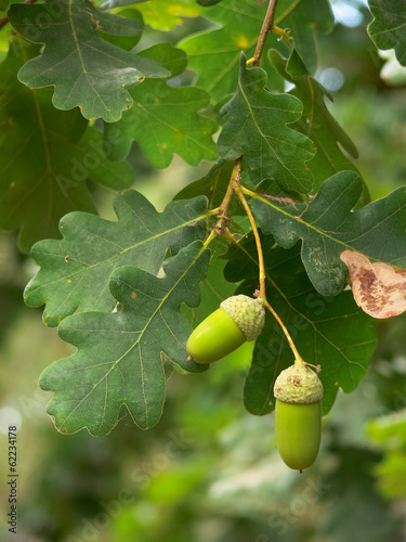 ghiande di farnia (Quercus robur)