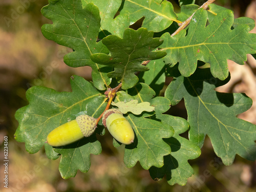 ghiande di farnia (Quercus robur)