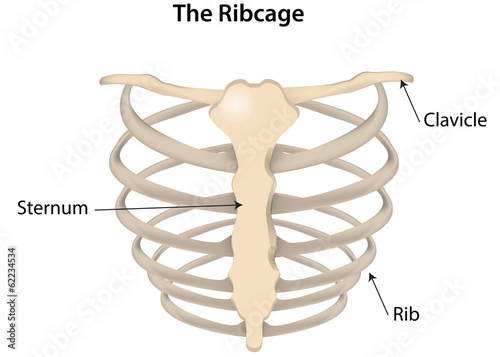 The Rib Cage Labeled Diagram