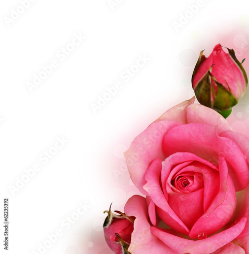 Pink rose flower