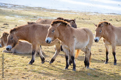 Fototapeta Naklejka Na Ścianę i Meble -  Przewalski-Pferd (Equus ferus przewalskii)