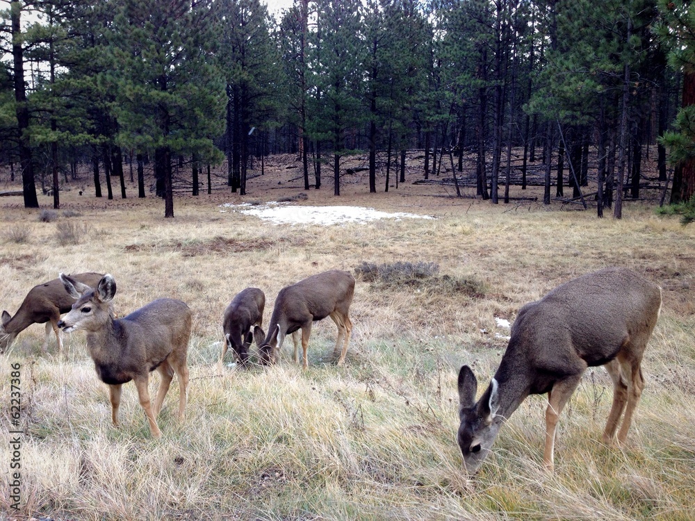 Fototapeta premium Deer in the forest