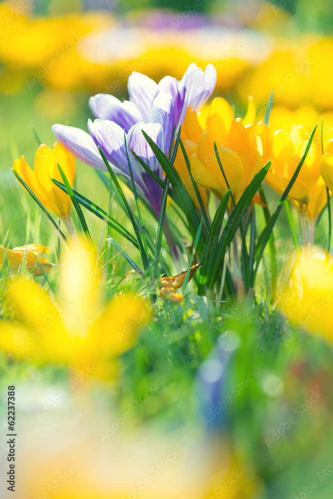 Crocus Flowers