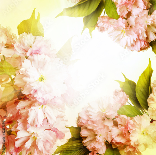 Carta da parati il sakura - Carta da parati pink sakura flowers close up and light bokeh