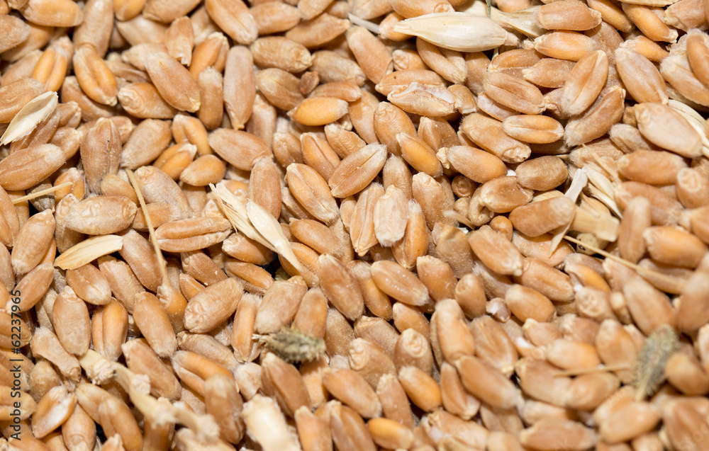 Wheat background view from the top Wheat background view from the top