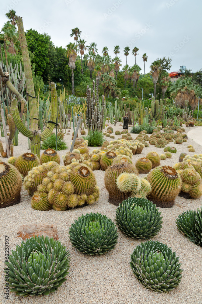 Fototapeta premium Echinocactus and others at Montjuic Cactus park at Barcelona