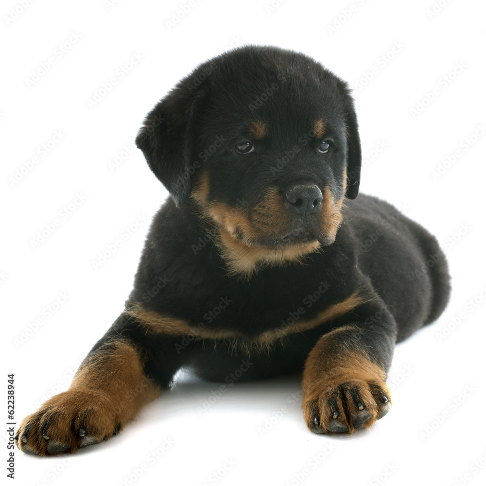 puppy rottweiler puppy rottweiler