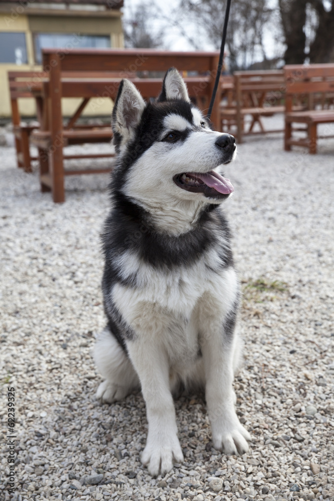 Alaskan Malamute