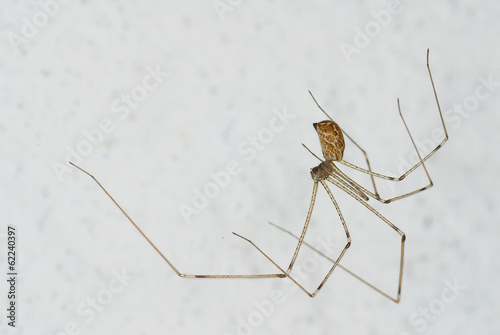 house spider (Pholcus)