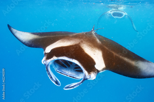 Fototapeta Manta ray floating underwater