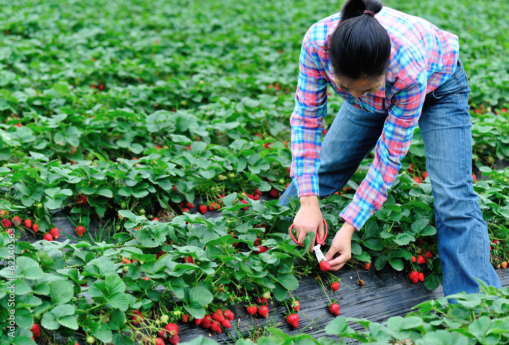 Fototapeta premium picking strawberry in garden