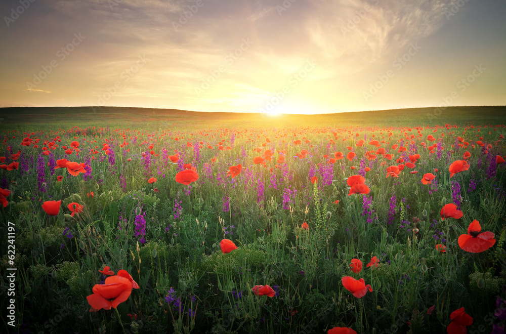 Field with grass and flowers against the sunset Field with grass and flowers against the sunset
