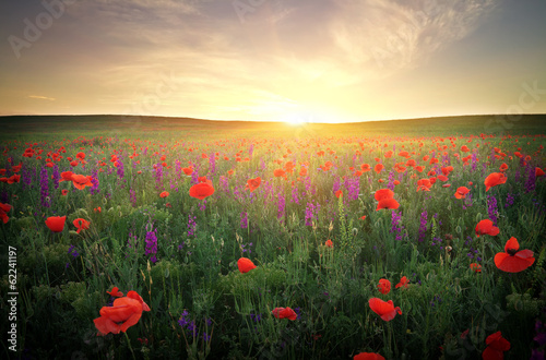 Field with grass and flowers against the sunset