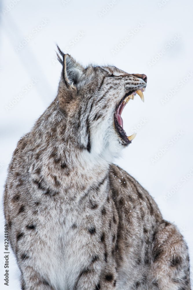 European Lynx in the snow with mouth open showing teeth